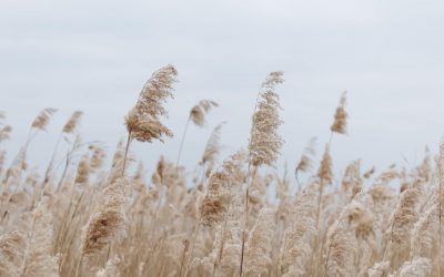 Il coraggio di essere Imprenditore