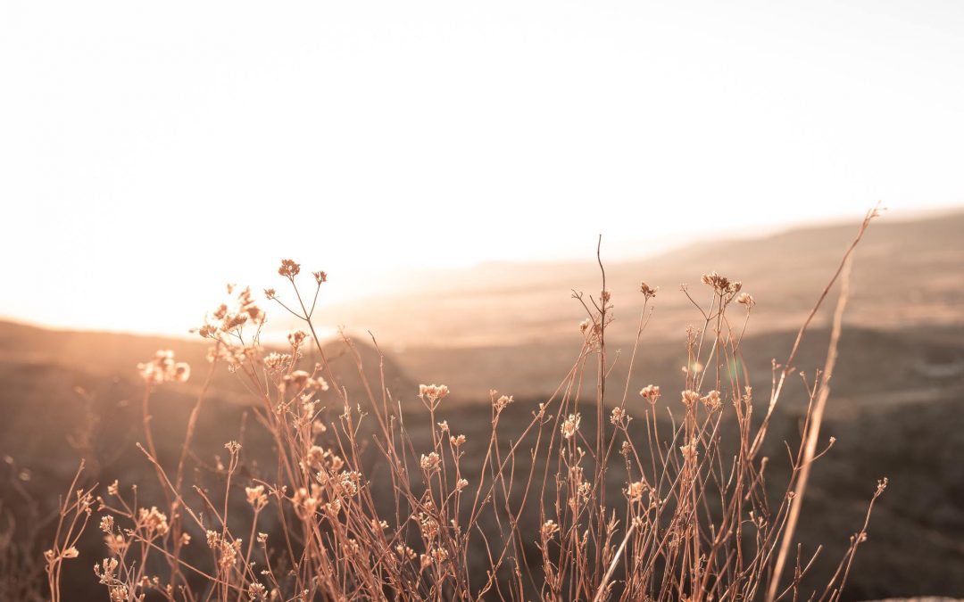 L’ecosistema del tuo brand